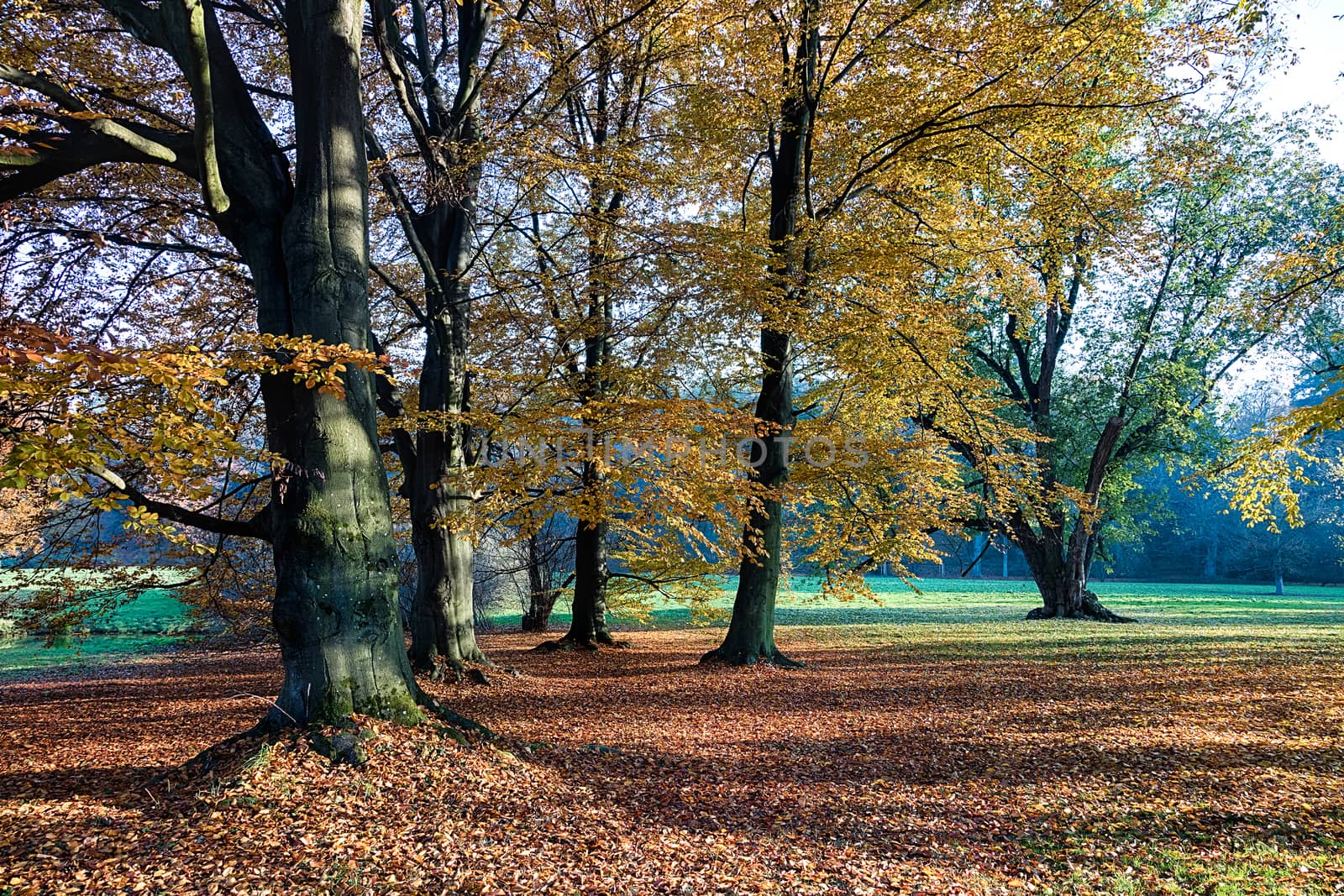 The leafy forest in the morning sunshine