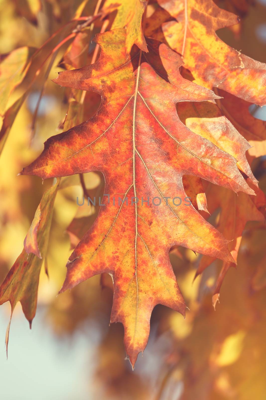 Autumn leaves on branches, close up by Slast20