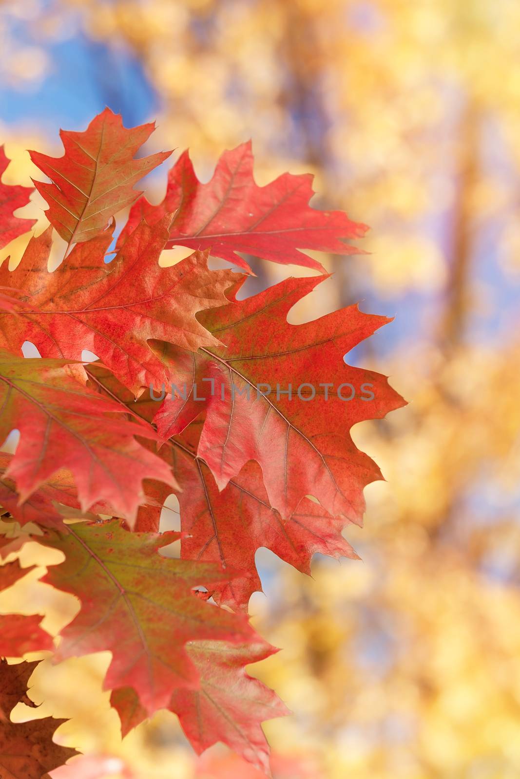 Close up of red autumn foliage over blurred background. Soft and blur style for background. A photo with shallow depth of field