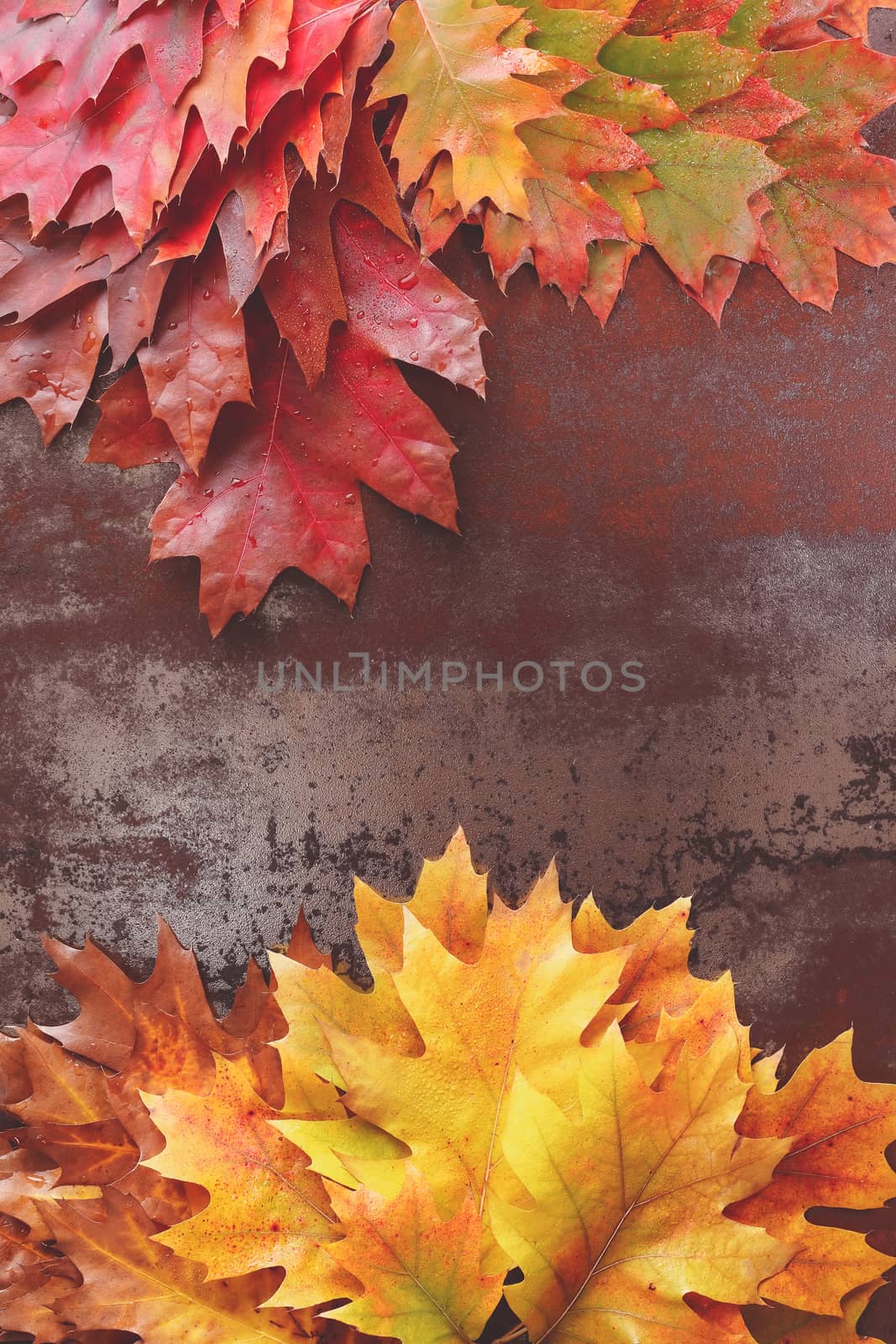 Red, yellow, brown and green autumn Oak Leaves over rustic background. Autumn foliage.