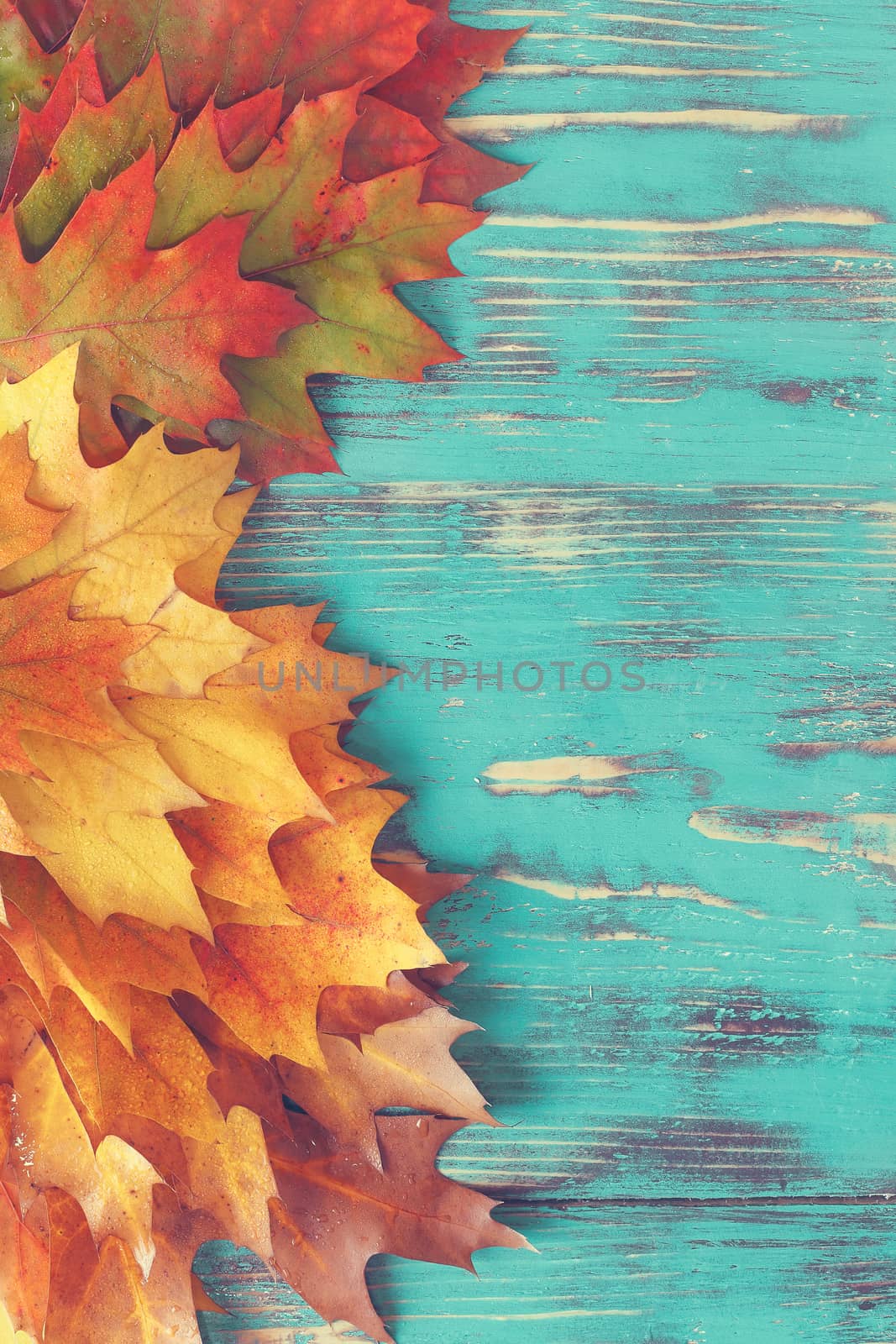 Collection of fall leaves on rustic wood background. Top view, blank space, rustic style