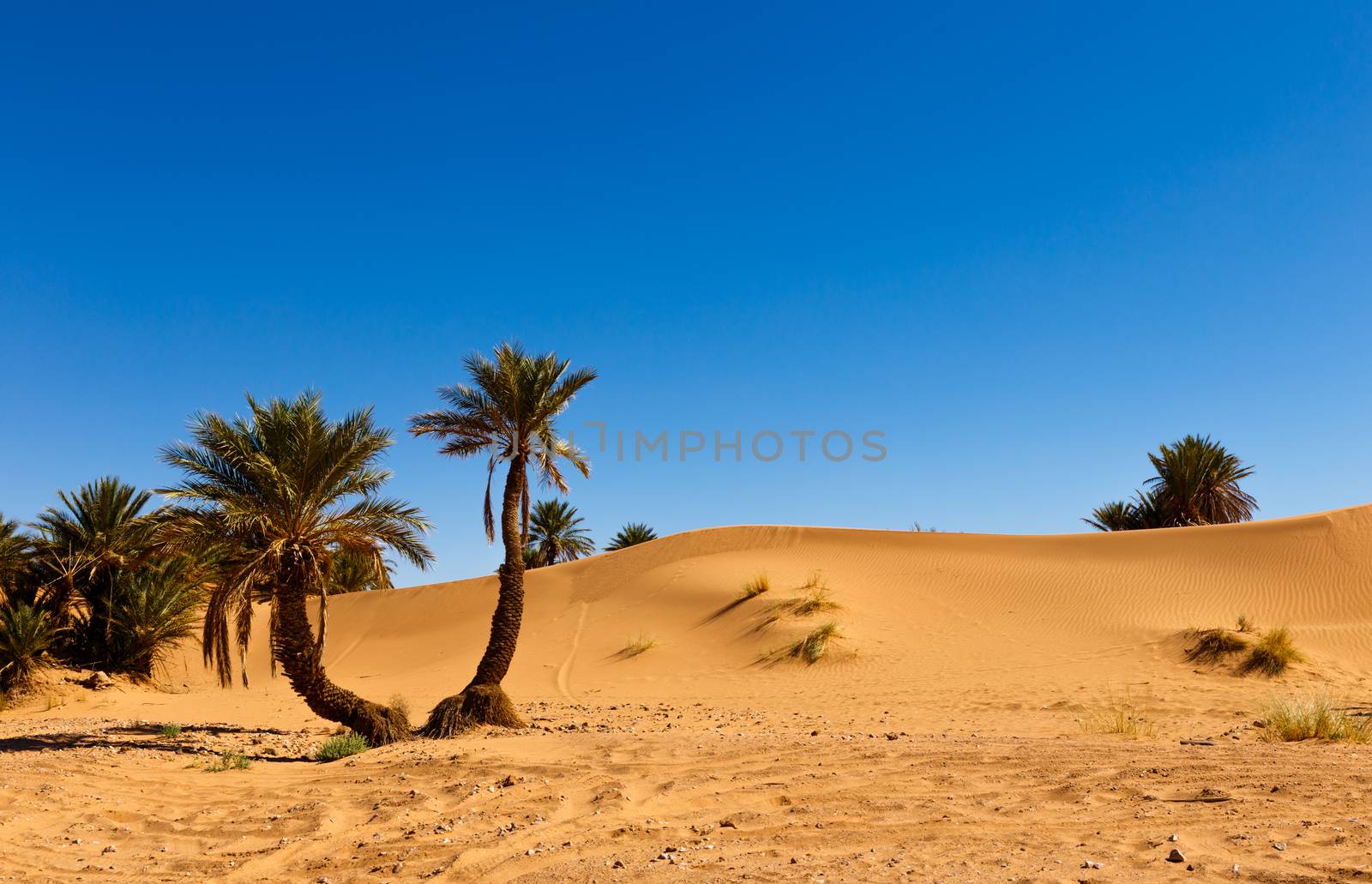 palm in the  desert oasis morocco  by Mieszko9