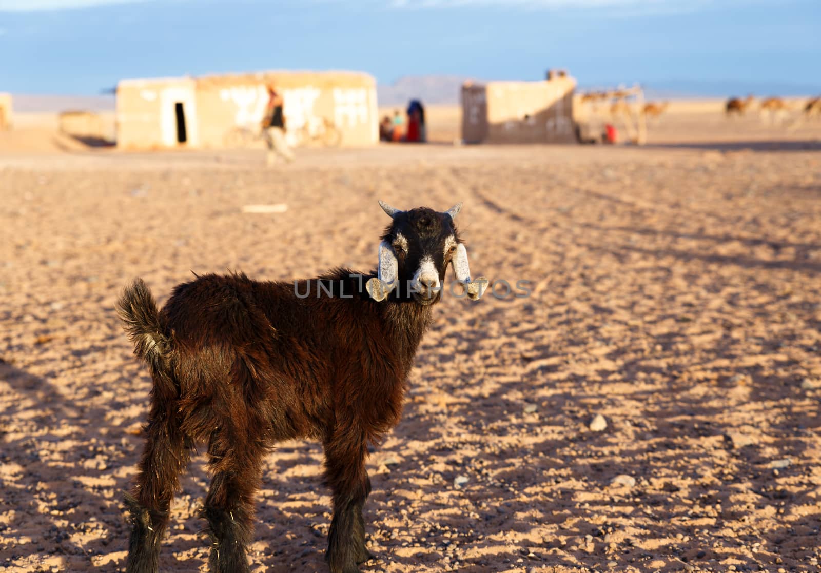  goat is standing in the Sahara desert, Morocco