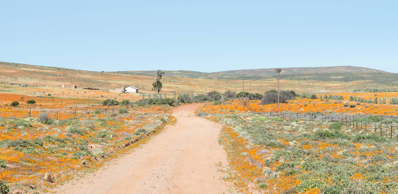 Flower landscape near Garies in the Namaqualand region of South Africa