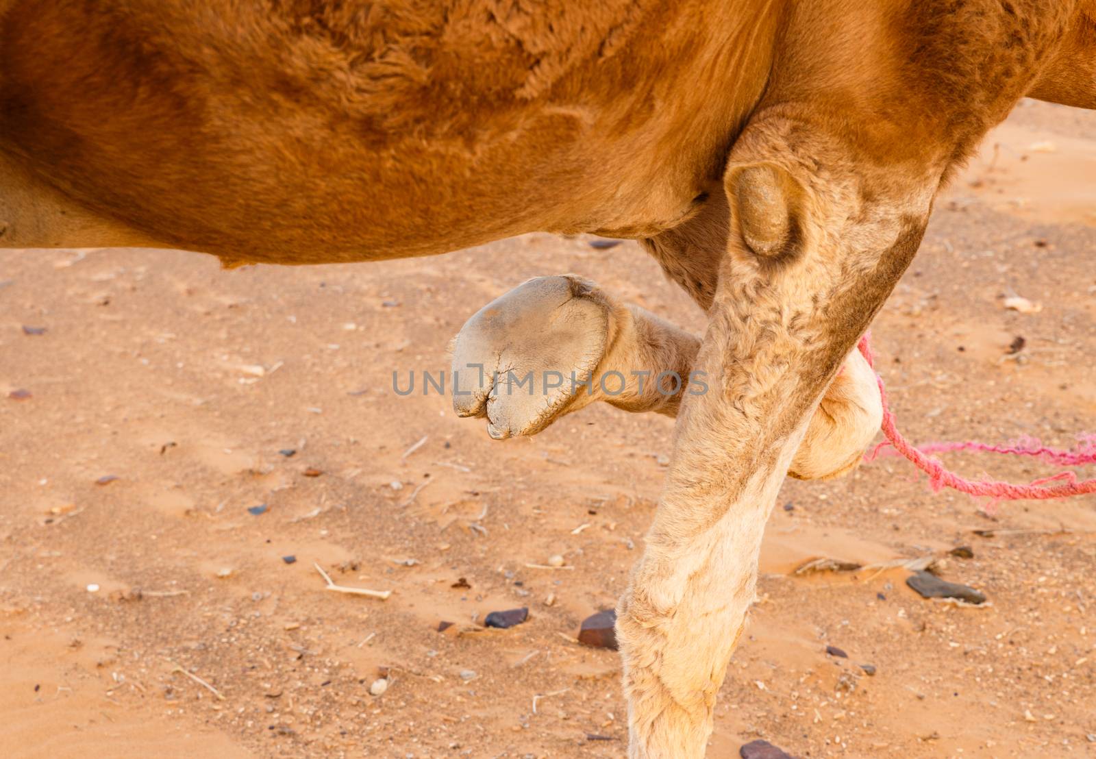 foot of a camel by Mieszko9