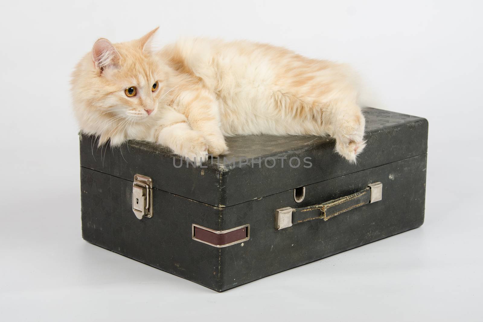 The cat lies on the old gramophone, a mechanical device for playing phonograph records, isolated on a white background