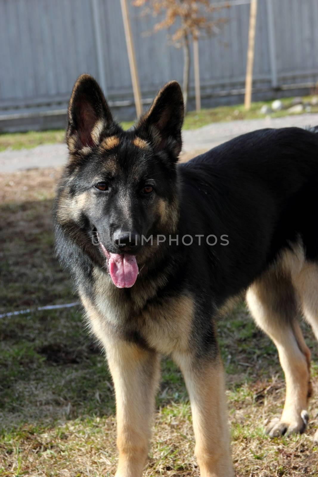 German Shepherd dog on the street of gray wooden fence