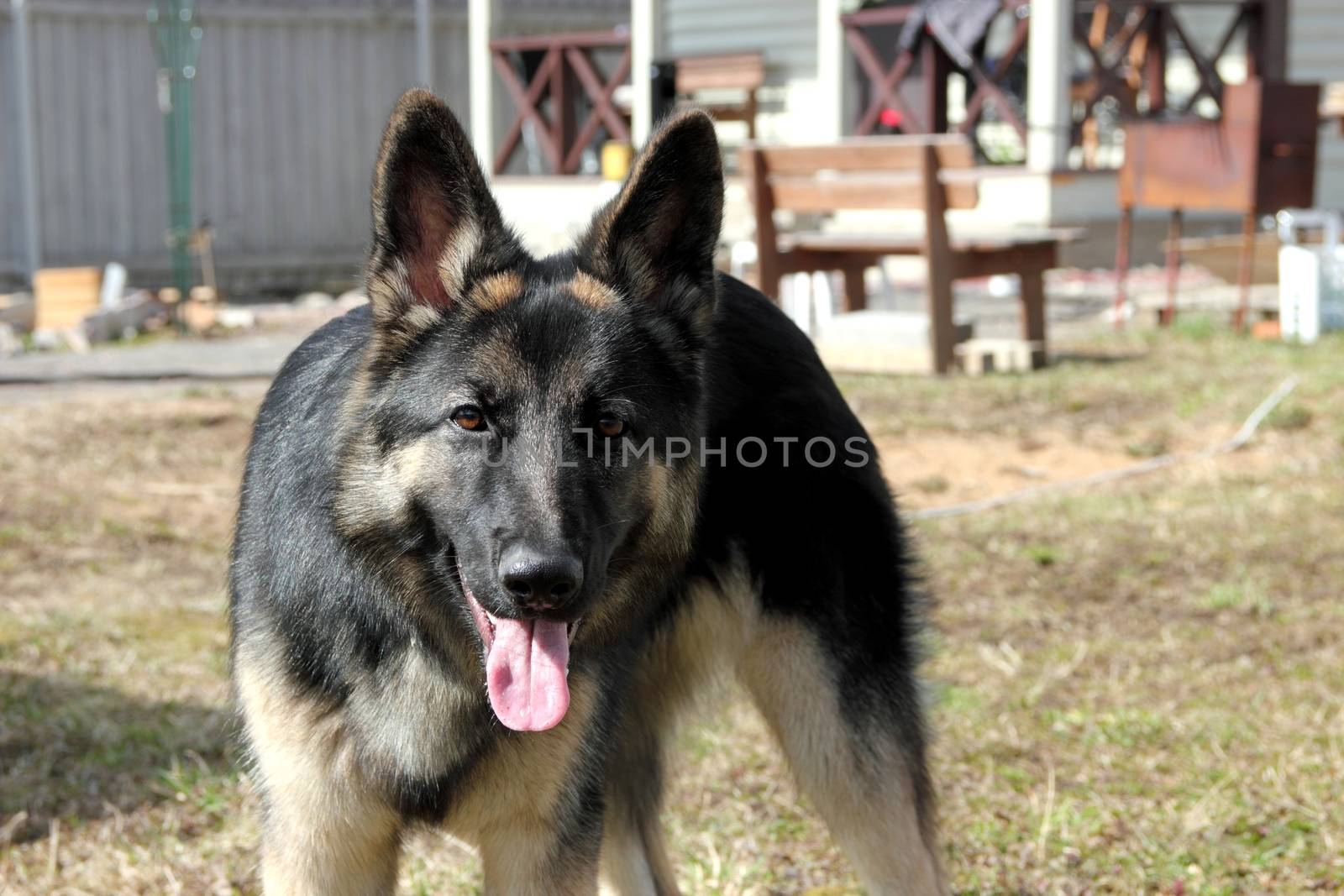 German Shepherd dog on the street of gray wooden fence