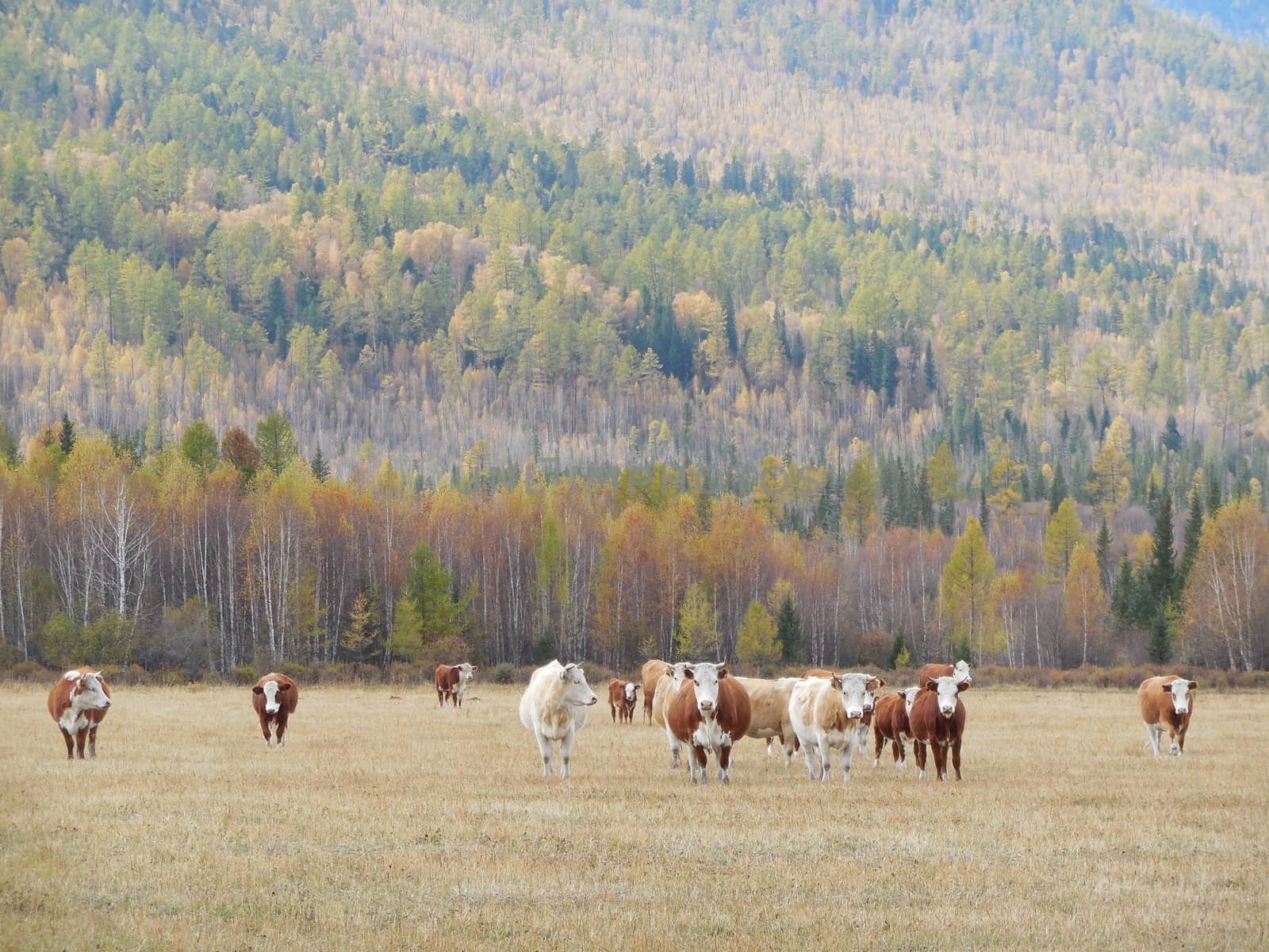 herd of cows grazing in a pasture in the mountain Altai. summer 2015.