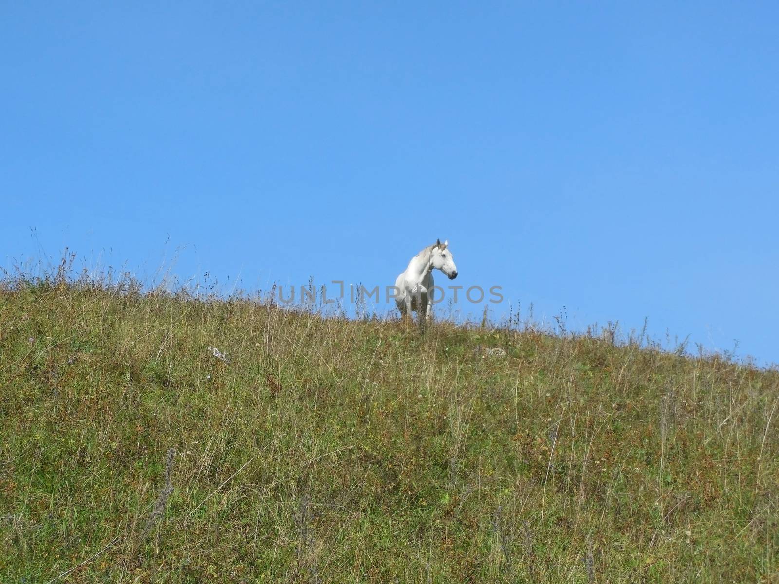 white stallion Altai shaman of the village Kamlak, Altai Republic, summer 2015