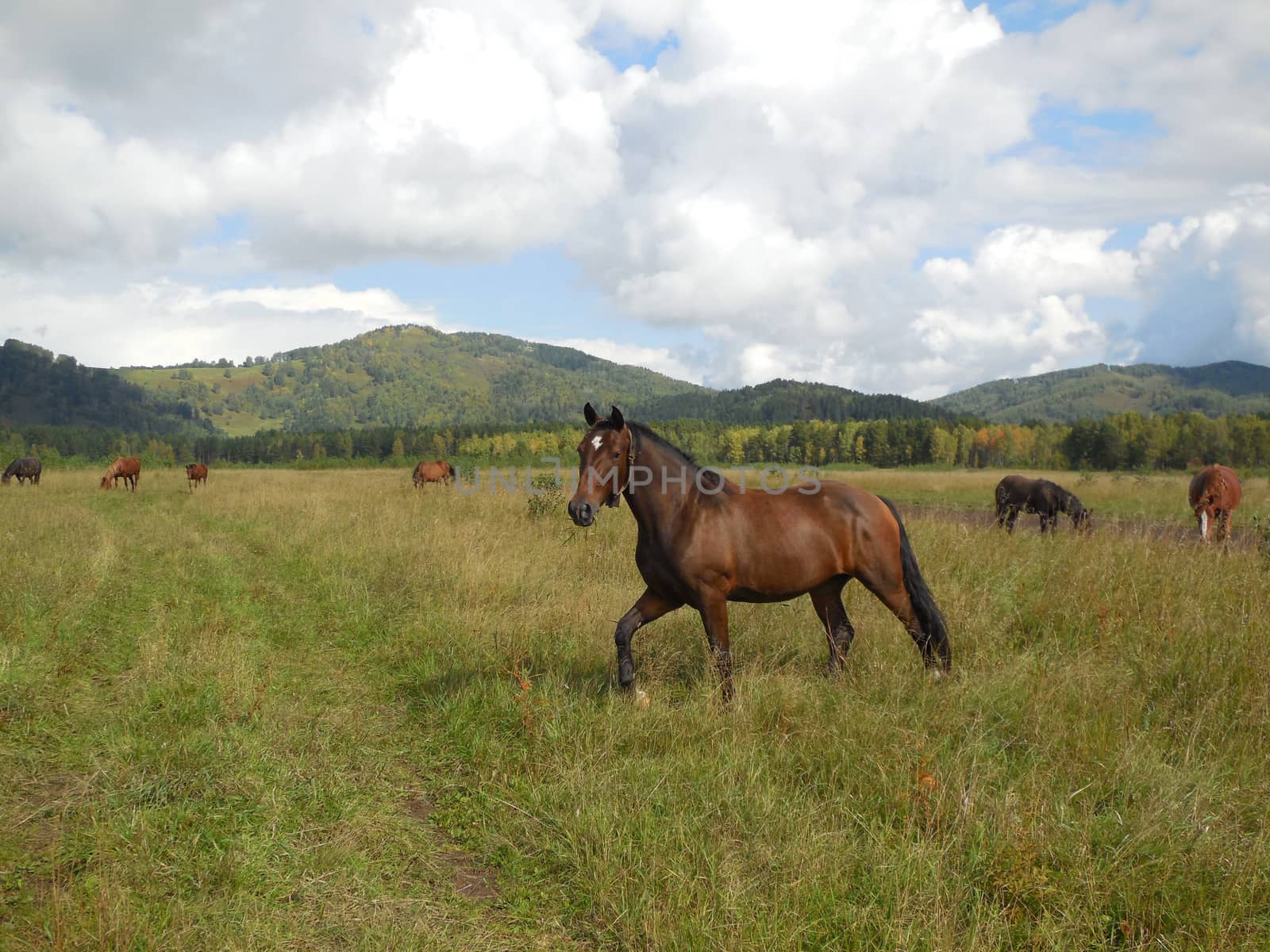 herd of horses grazing in a pasture in the mountain Altai. summer 2015.