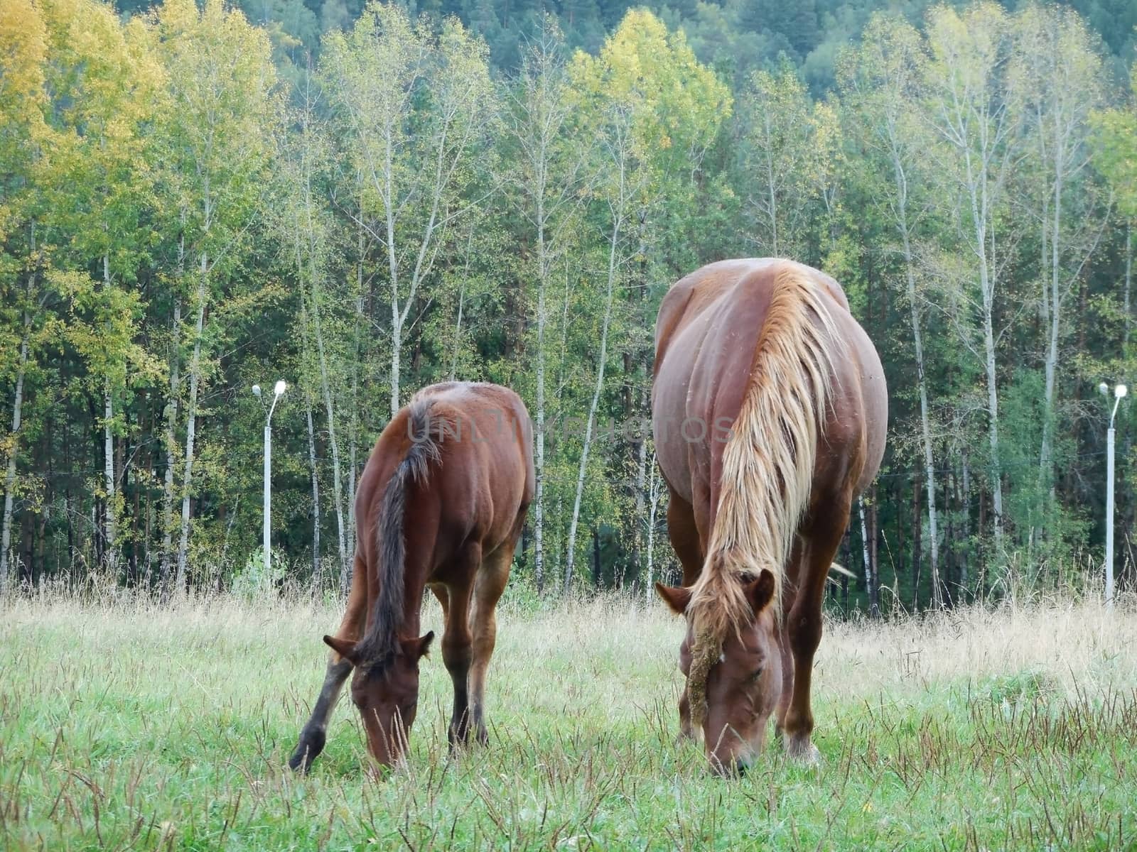 Horse and foal grazing in the meadow. Altai Republic, summer 2015