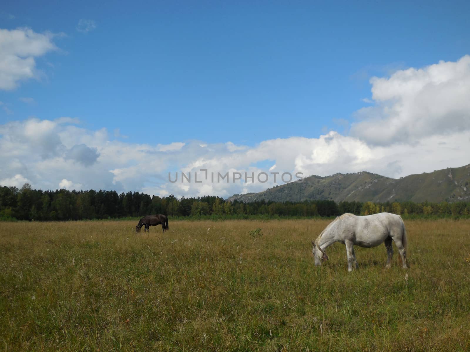 herd of horses grazing in a pasture in the mountain Altai. summer 2015.