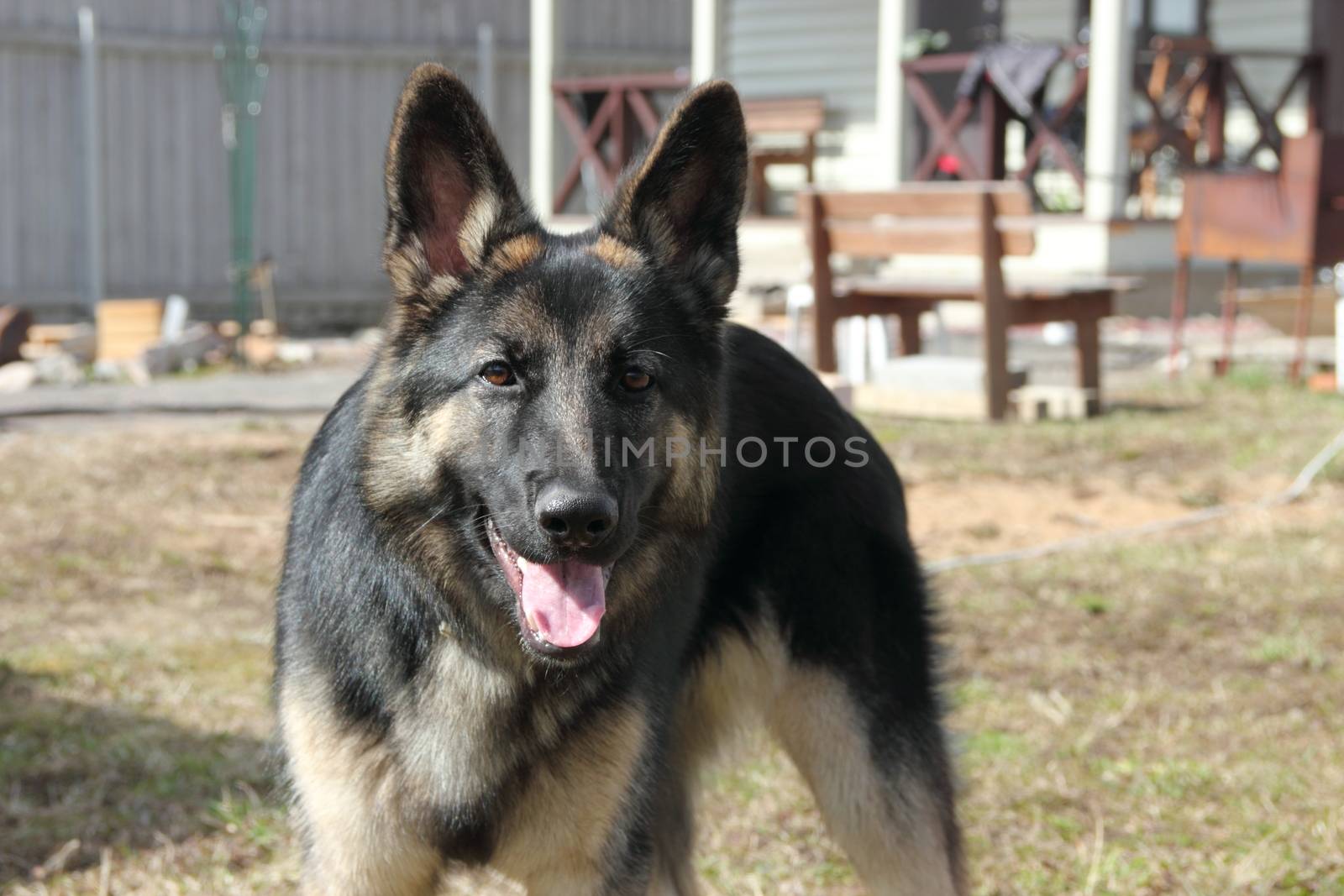 German Shepherd dog on the street of gray wooden fence