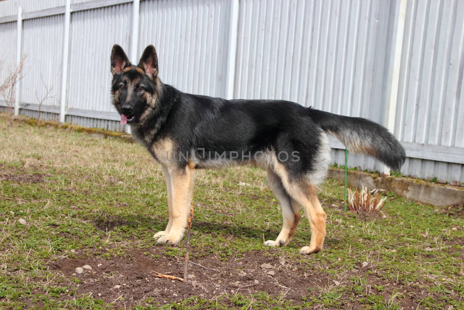 German Shepherd dog on the street of gray wooden fence