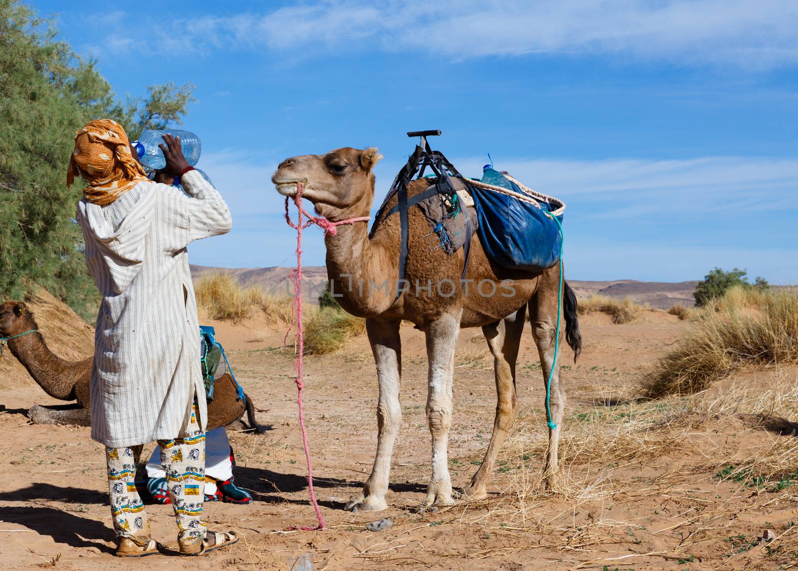 camel looks like a Berber drinking water from bottle