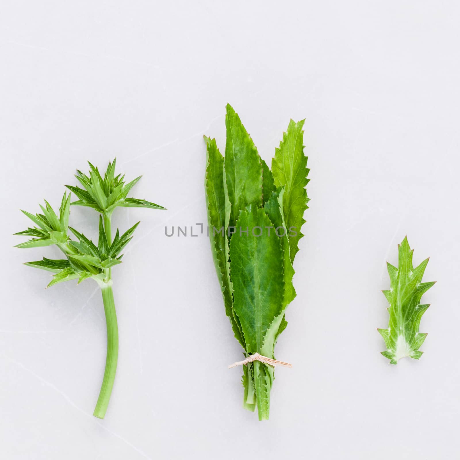 Culantro, Long coriander, Sawtooth coriander the herbs for seasoning of Thailand, India, Vietnam and other parts of Asia.