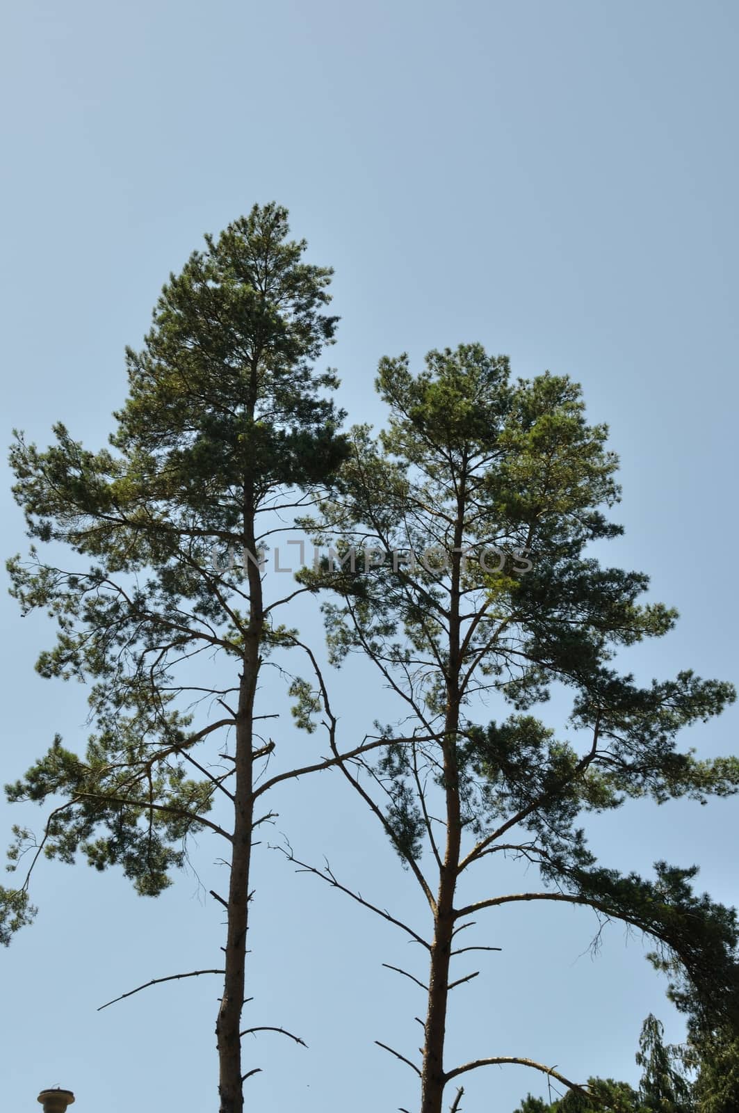 Pine trees