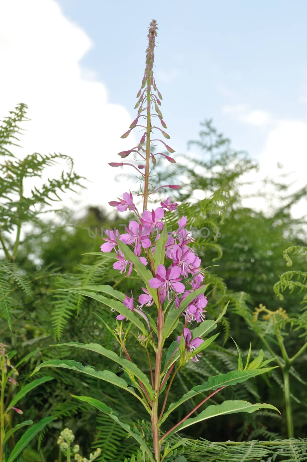 A Rosebay (Epilobium angustifolium)