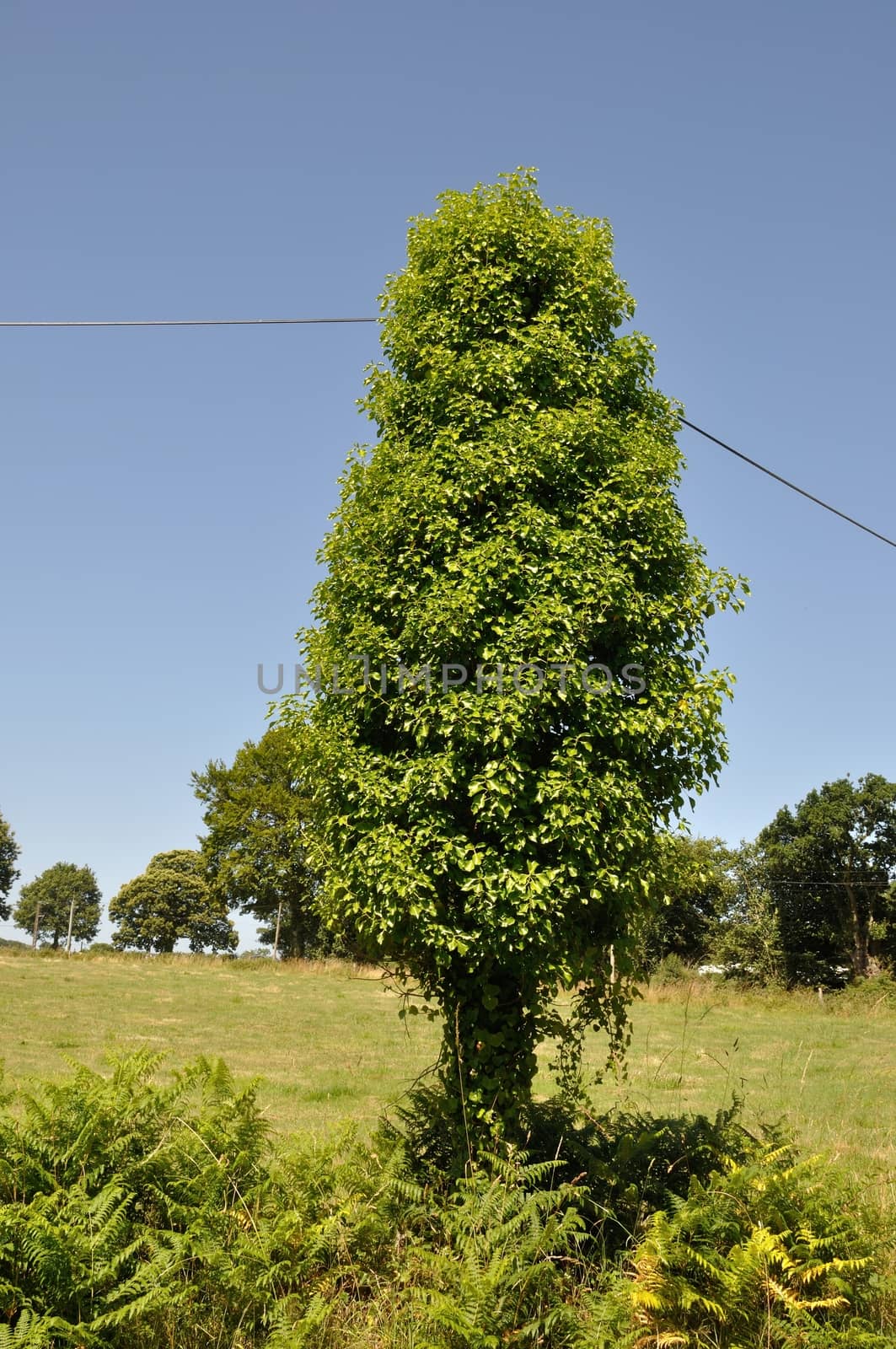 Pole covered with ivy leaves