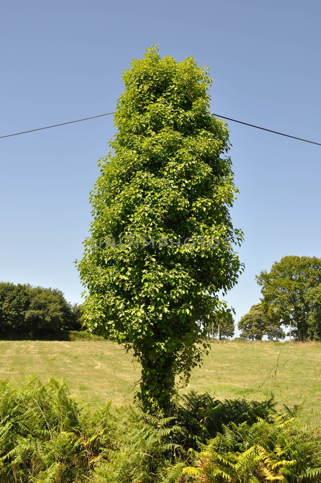 Pole covered with ivy leaves