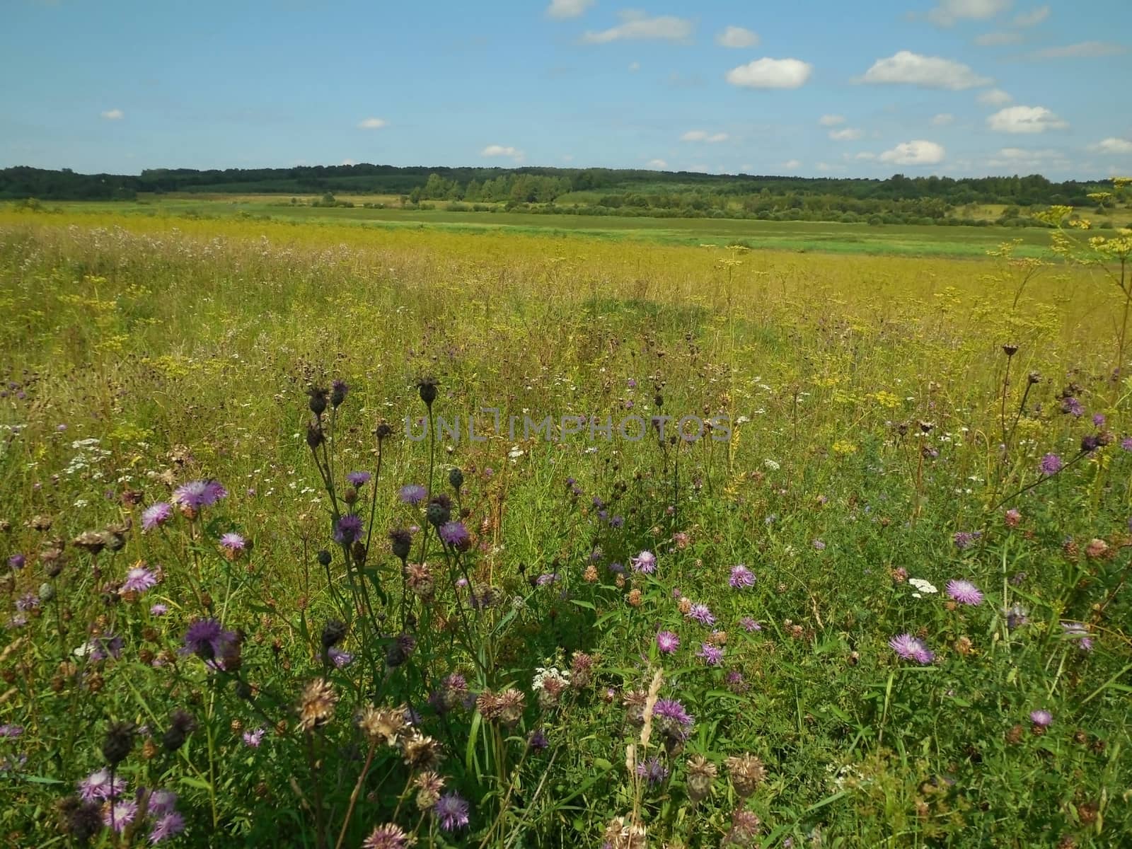 blooming meadow in the Novgorod region of Russia, summer 2014 by olga_ovchinnikova