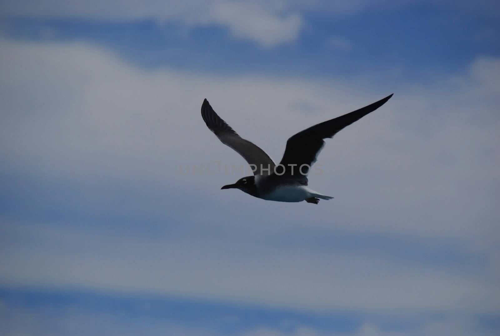 gull, which flies in the sky by olga_ovchinnikova