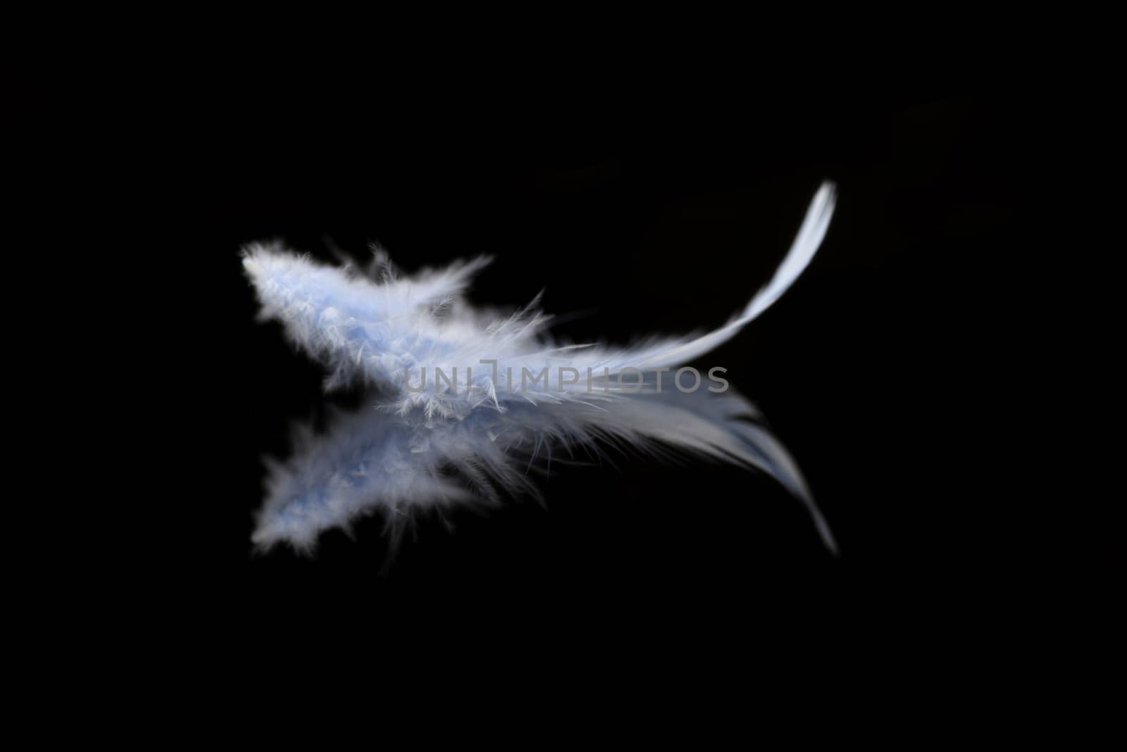 Abstract blurred blue feather over black background  