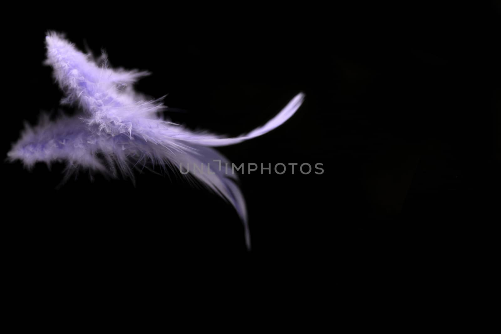 Abstract blurred violet feather over black background