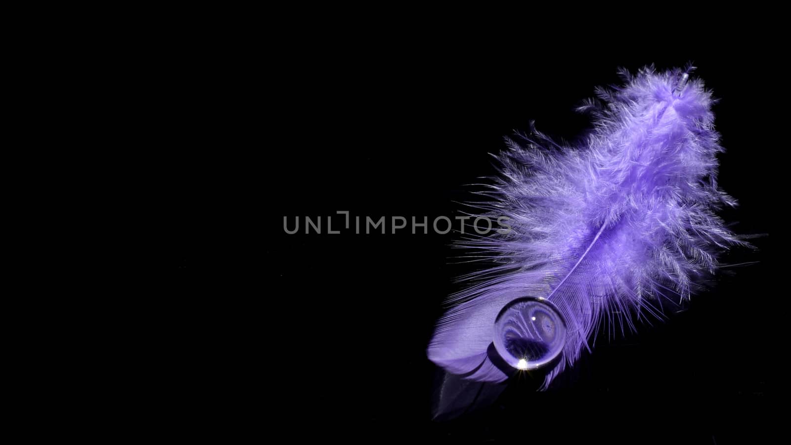 Violet feather over black background