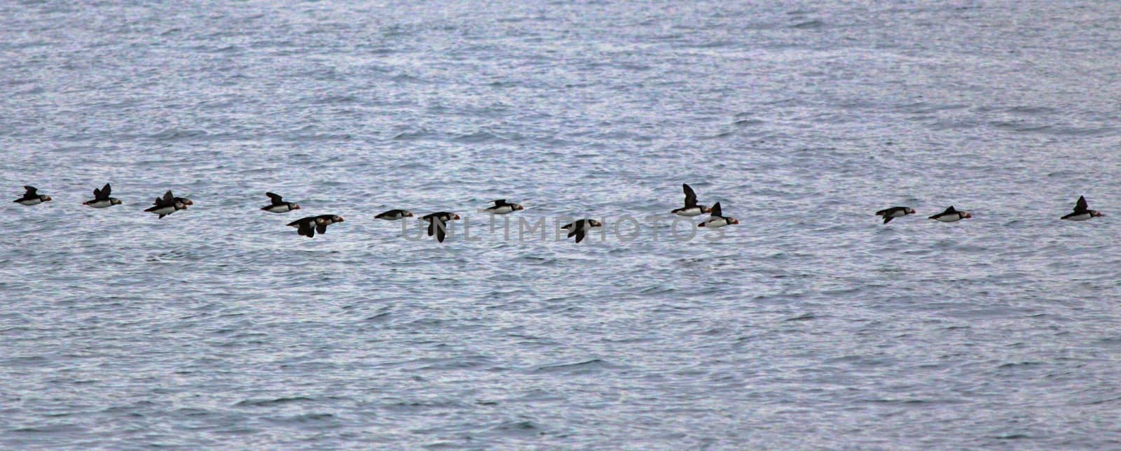 flying Puffin flock over the blue sea