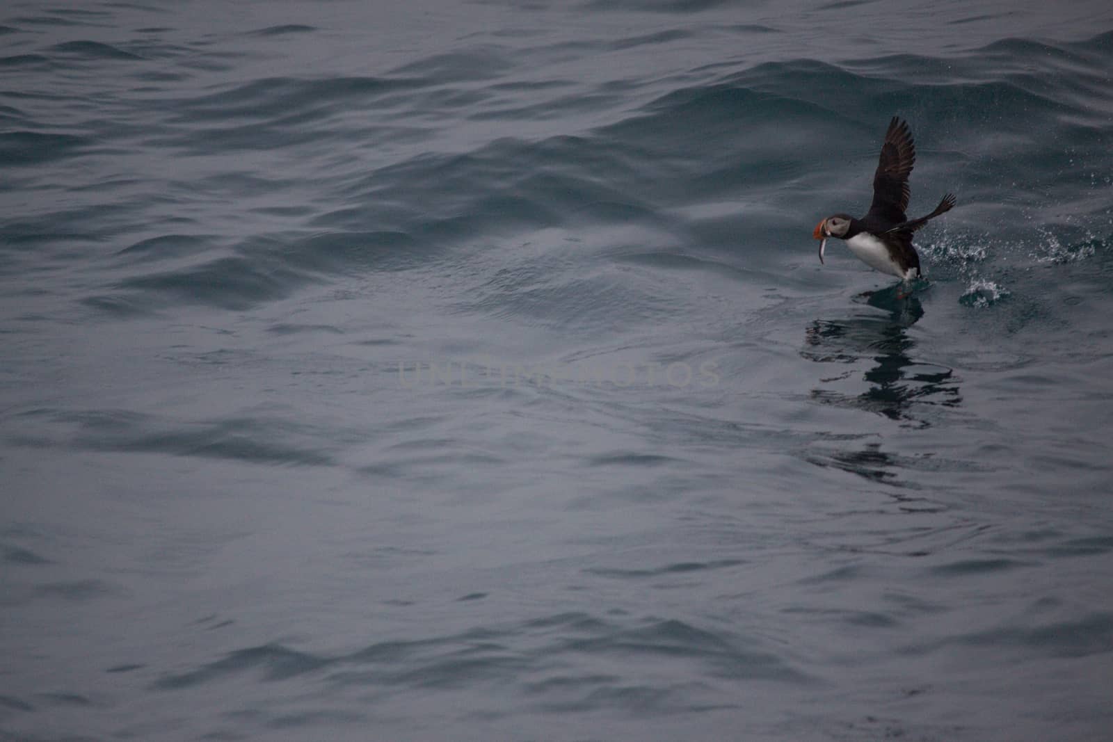 Puffin catch small fish in the ocean,Iceland
