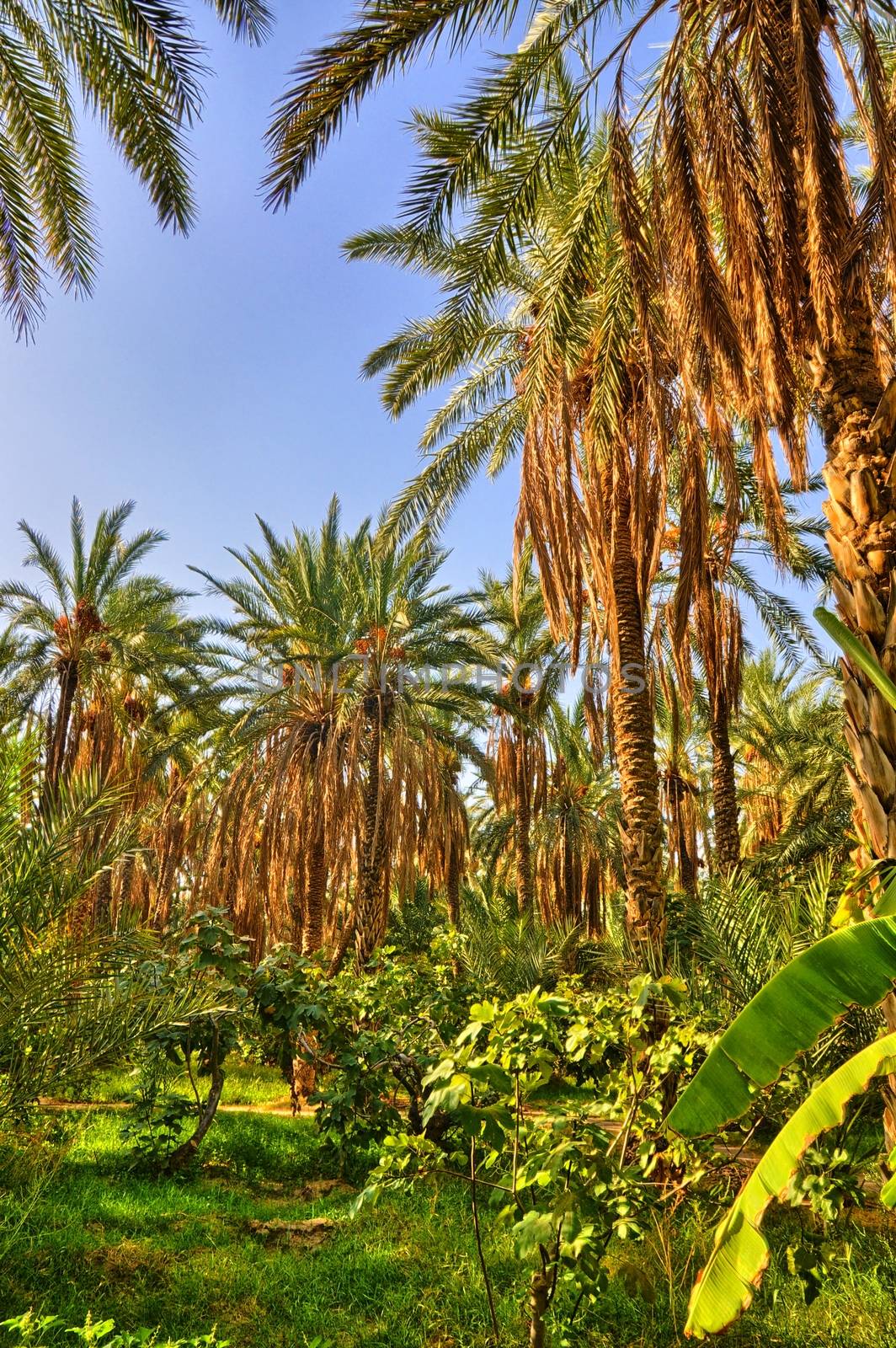 Date Palms in jungles, Tamerza oasis, Sahara Desert, Tunisia, Af by Eagle2308