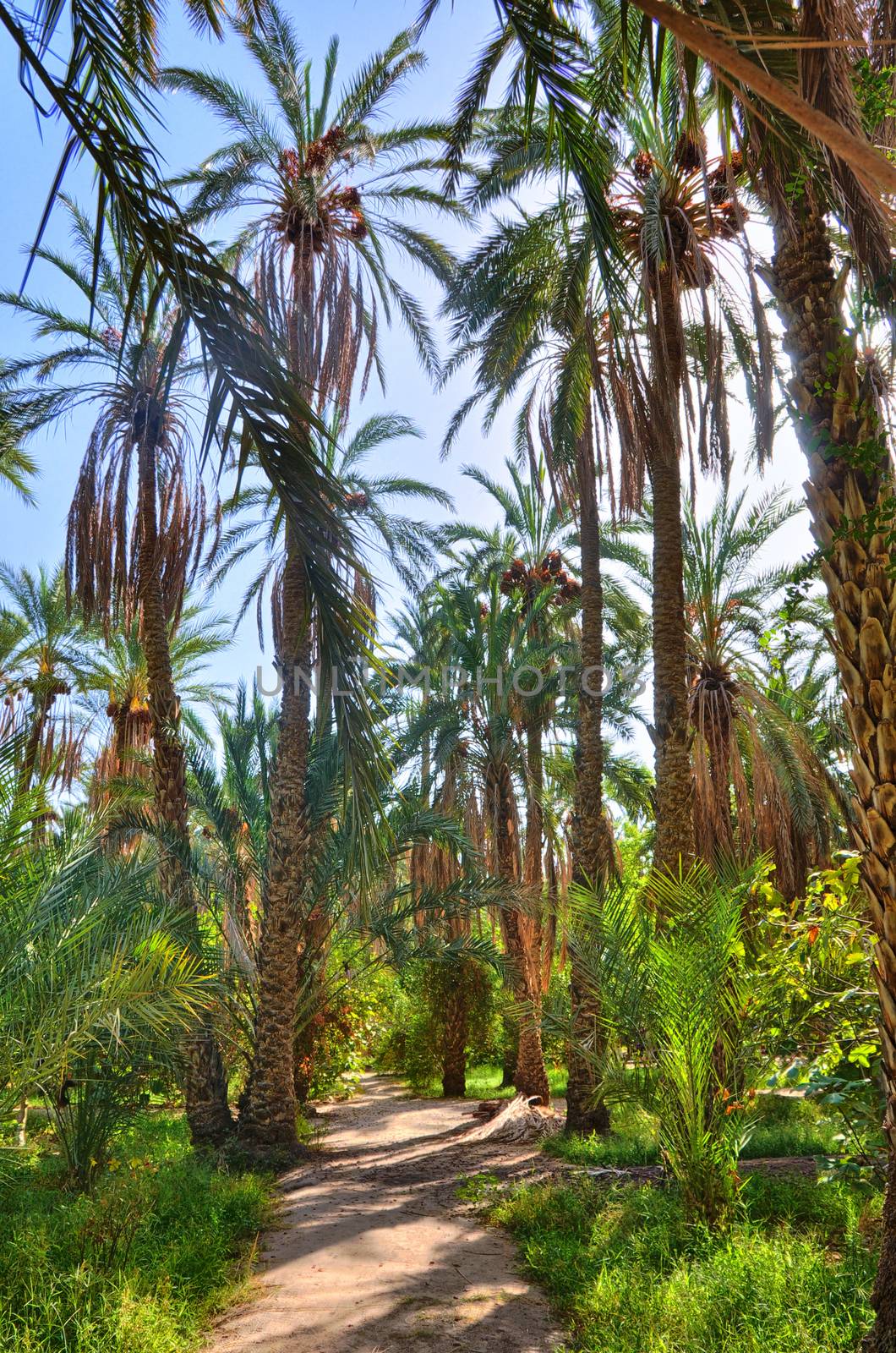 Date Palms in jungles in Tamerza oasis, Sahara Desert, Tunisia, Africa, HDR