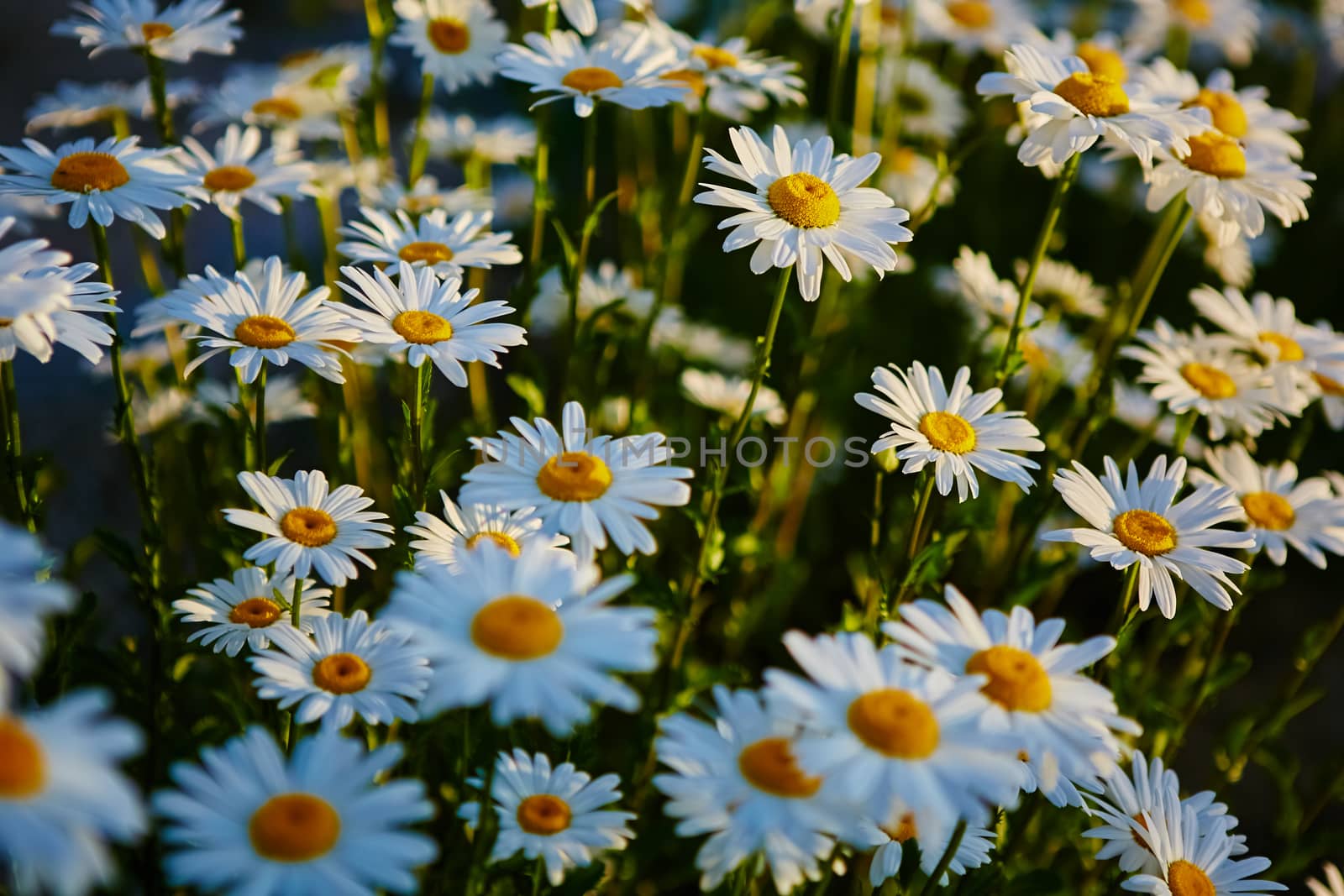 Lovely blossom daisy flowers background. by sarymsakov
