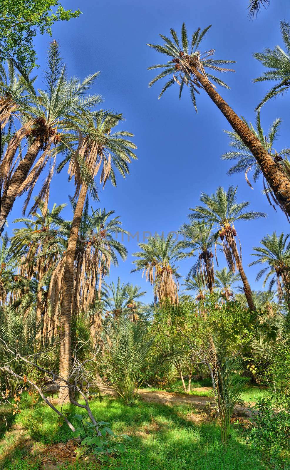 Date Palms in jungles, Tamerza oasis in Sahara Desert, Tunisia, Africa, HDR