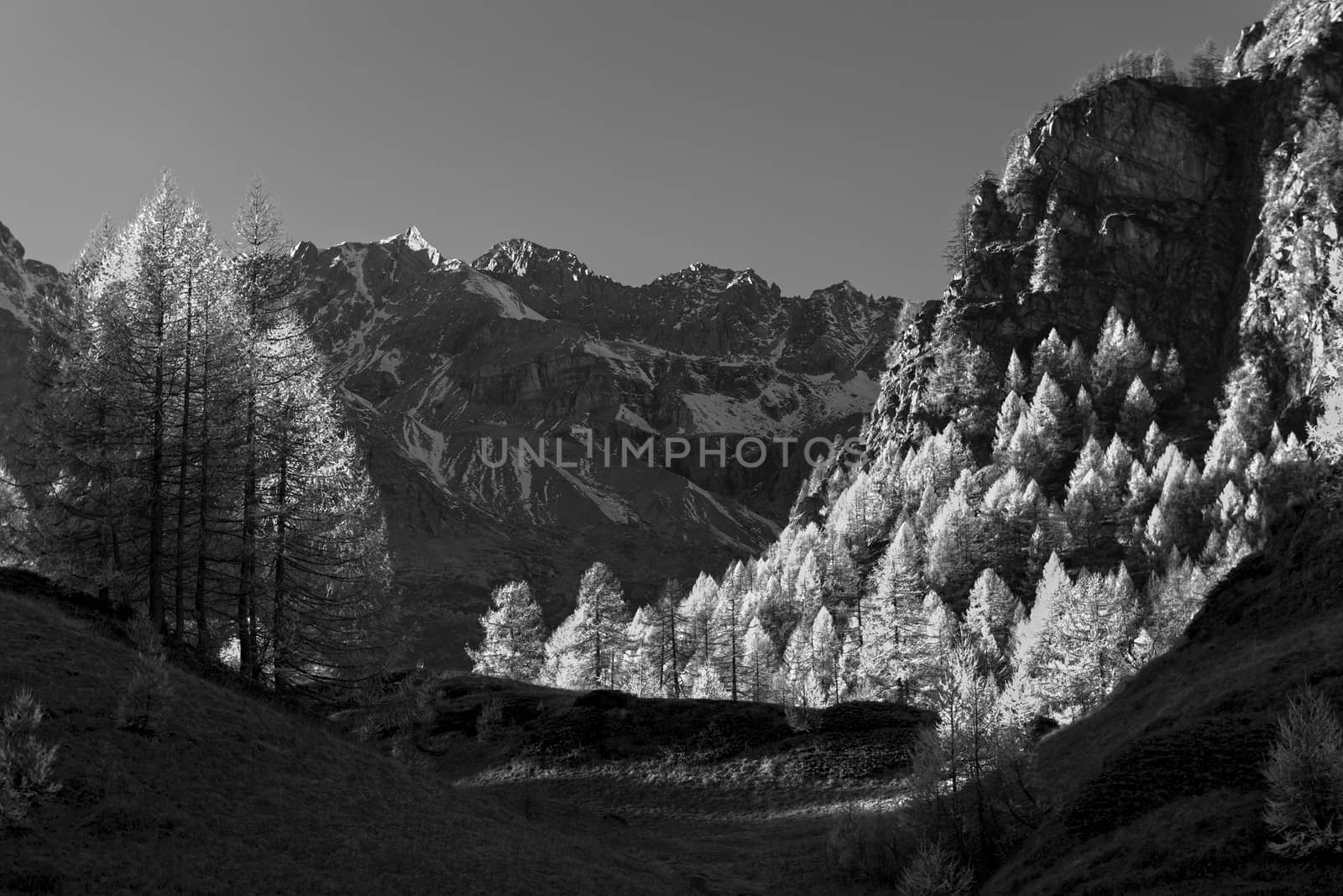 mountain landscape with larches version infrared rays, natural Park of Devero Alp - Piedmont, Italy