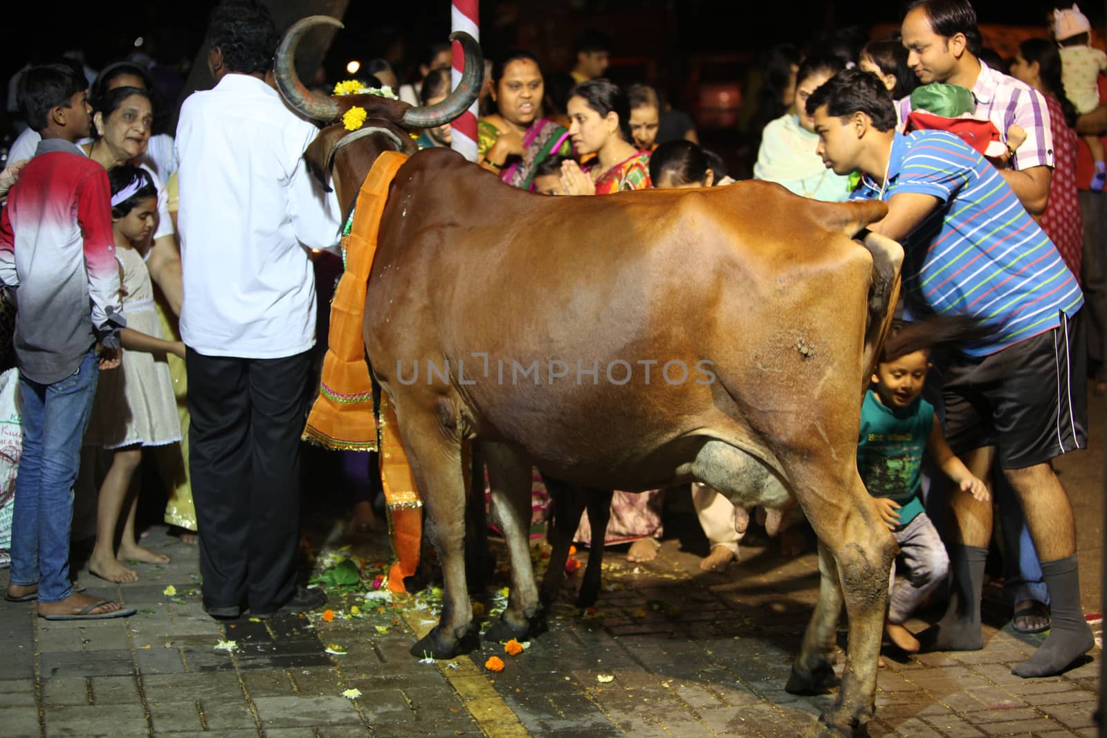 Pune, India - November 7, 2015: People in India worshipping the cow on the occasion of Diwali festival in India on Vasubaras day