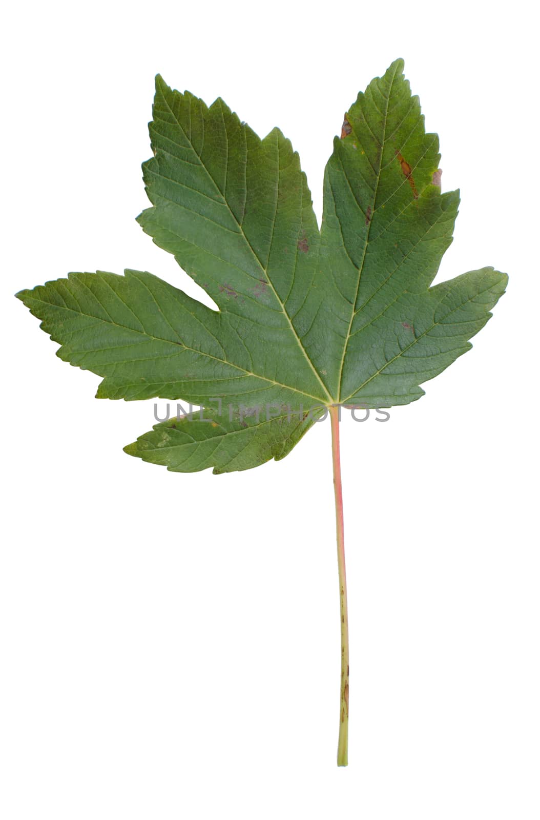 Maple leaf by richpav