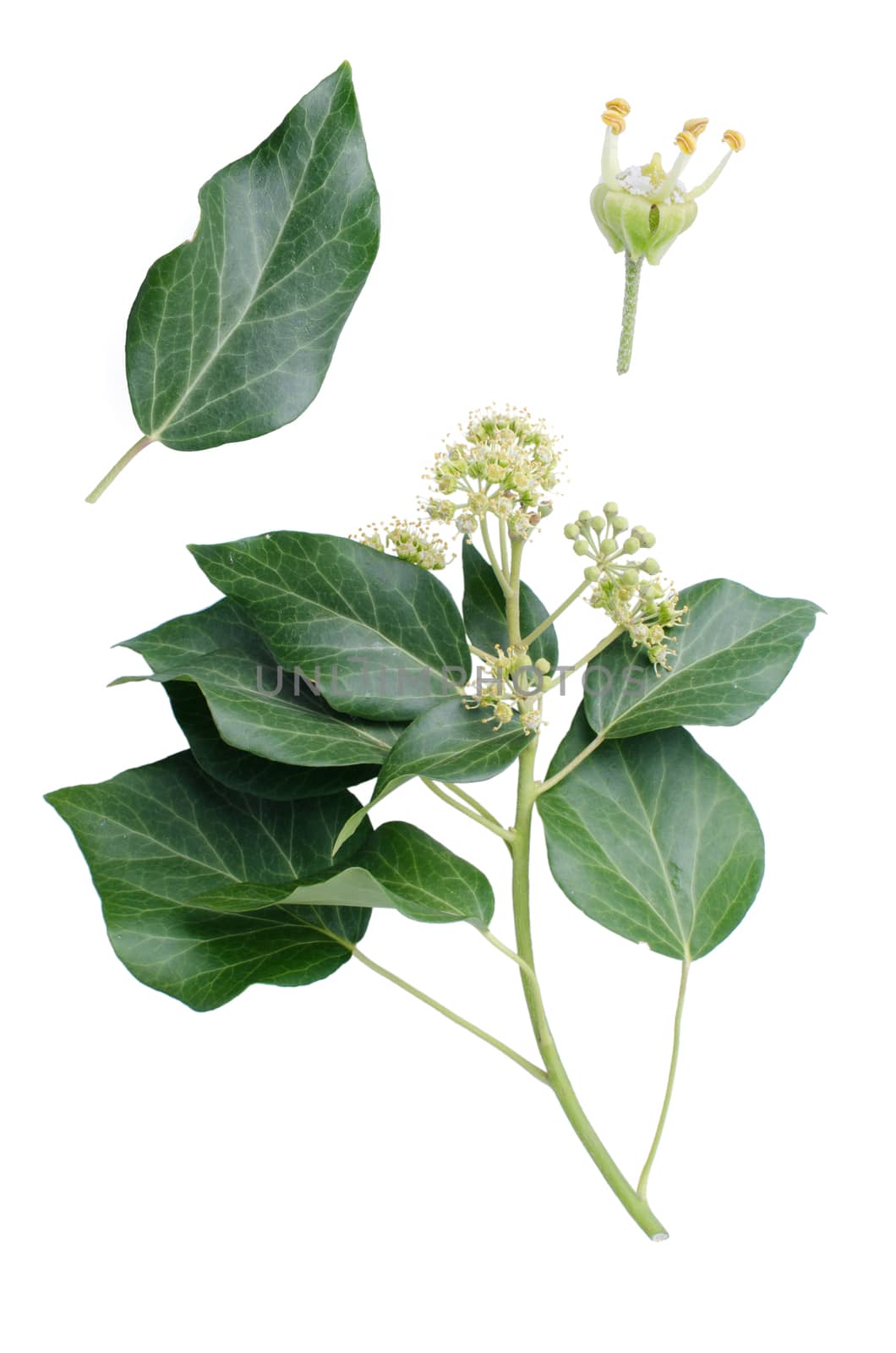 Hedera branch with leaf and bloom detail beside isolated on white background.