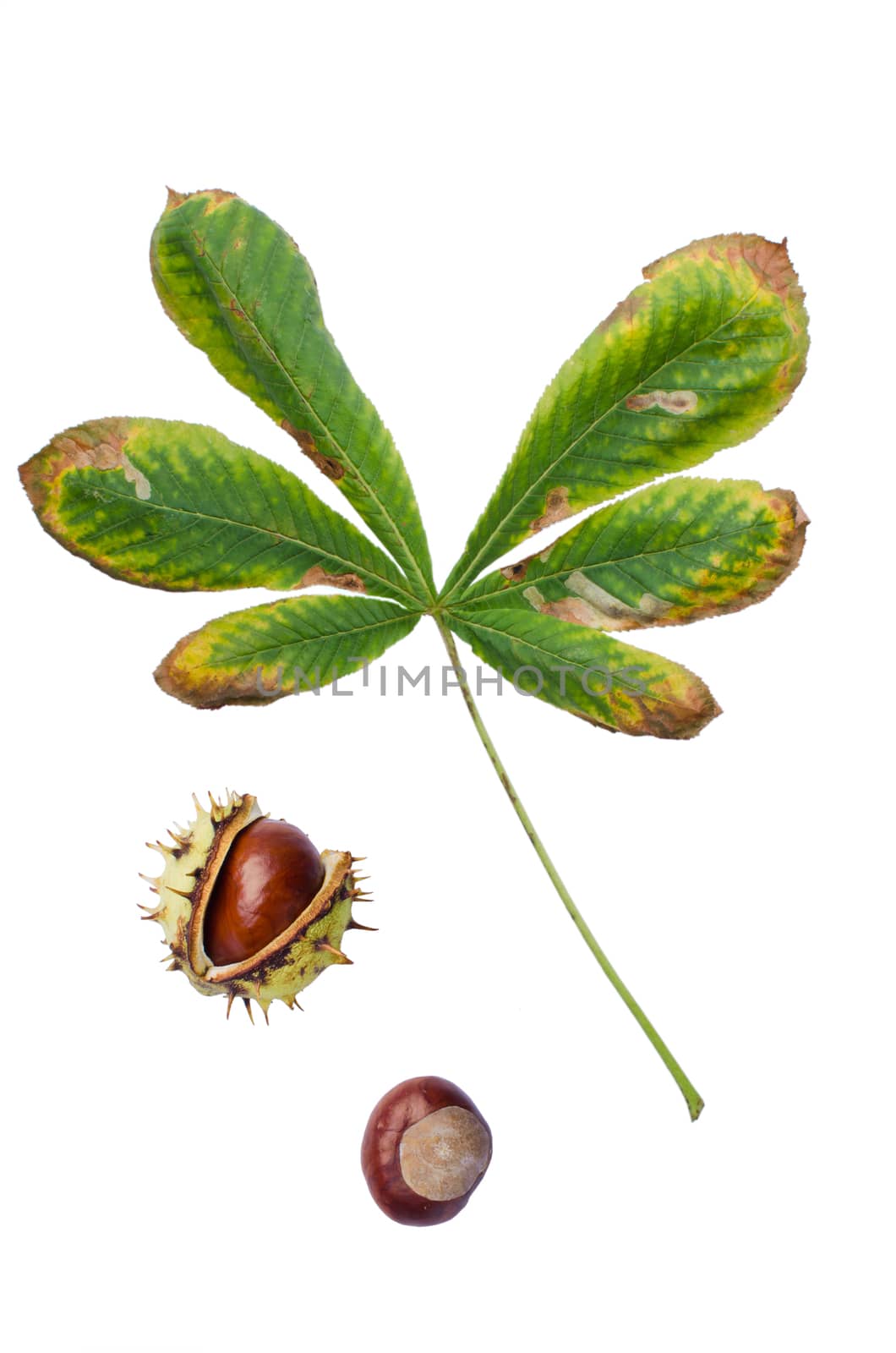 A peeled and an unpeeled chestnuts with leaf isolated on white background.