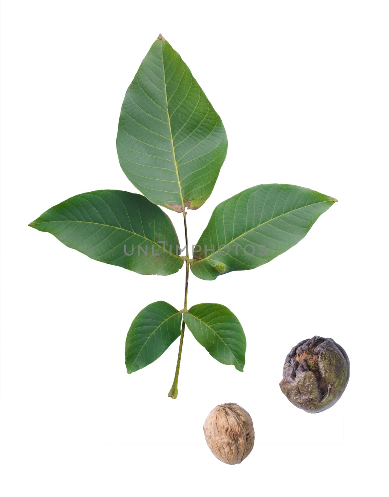 Two walnuts with leaf isolated on white background.