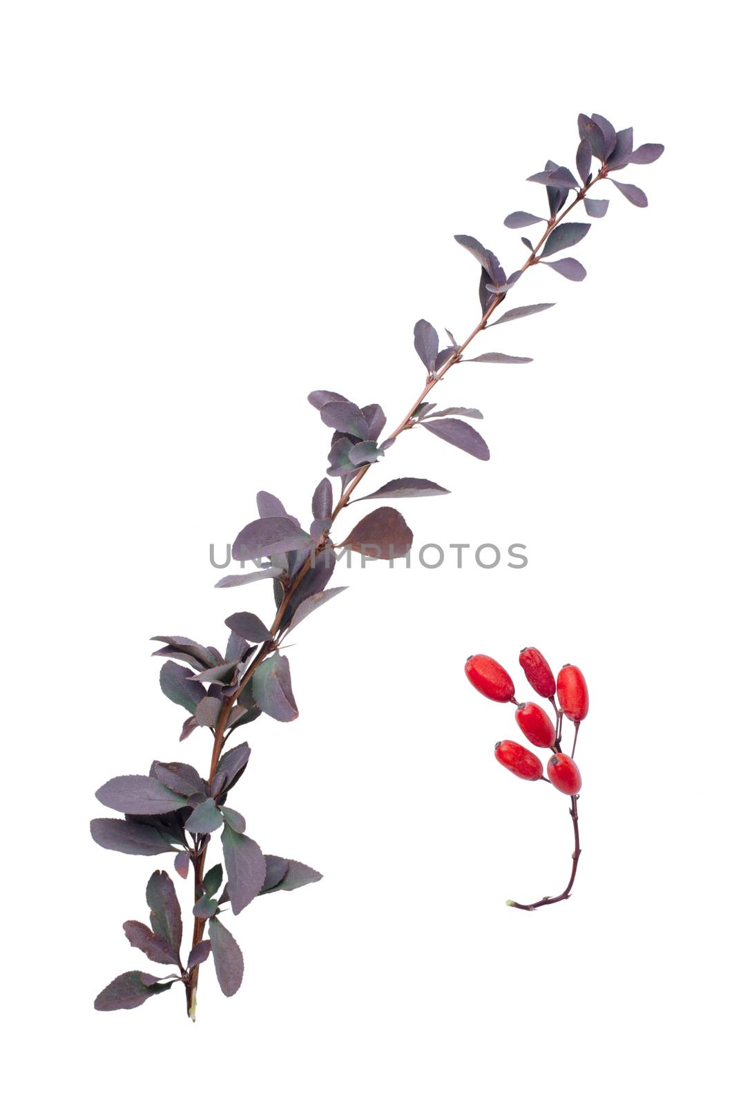 Berberis furit branch with red leaves and detail of fruit beside.