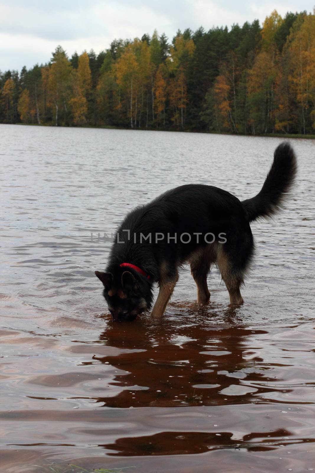 German Shepherd Dog in the lake by Metanna