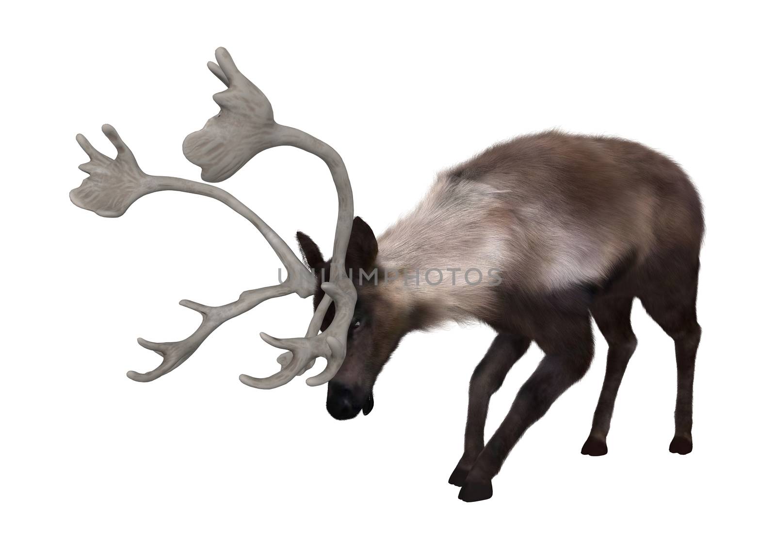 3D digital render of a caribou grazing isolated on white background