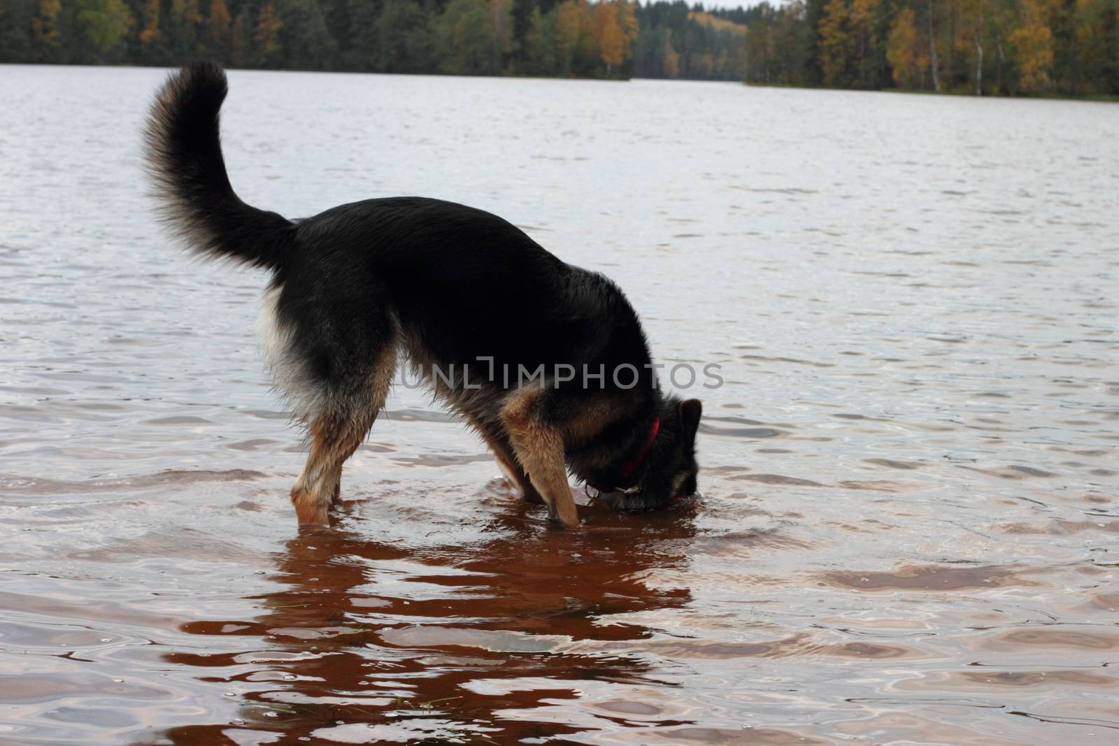 German Shepherd Dog in the lake in the fall. Forest and reflecting surface of water