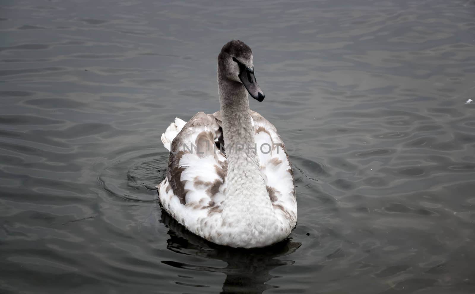 young gray Swan on a blue lake by alexx60