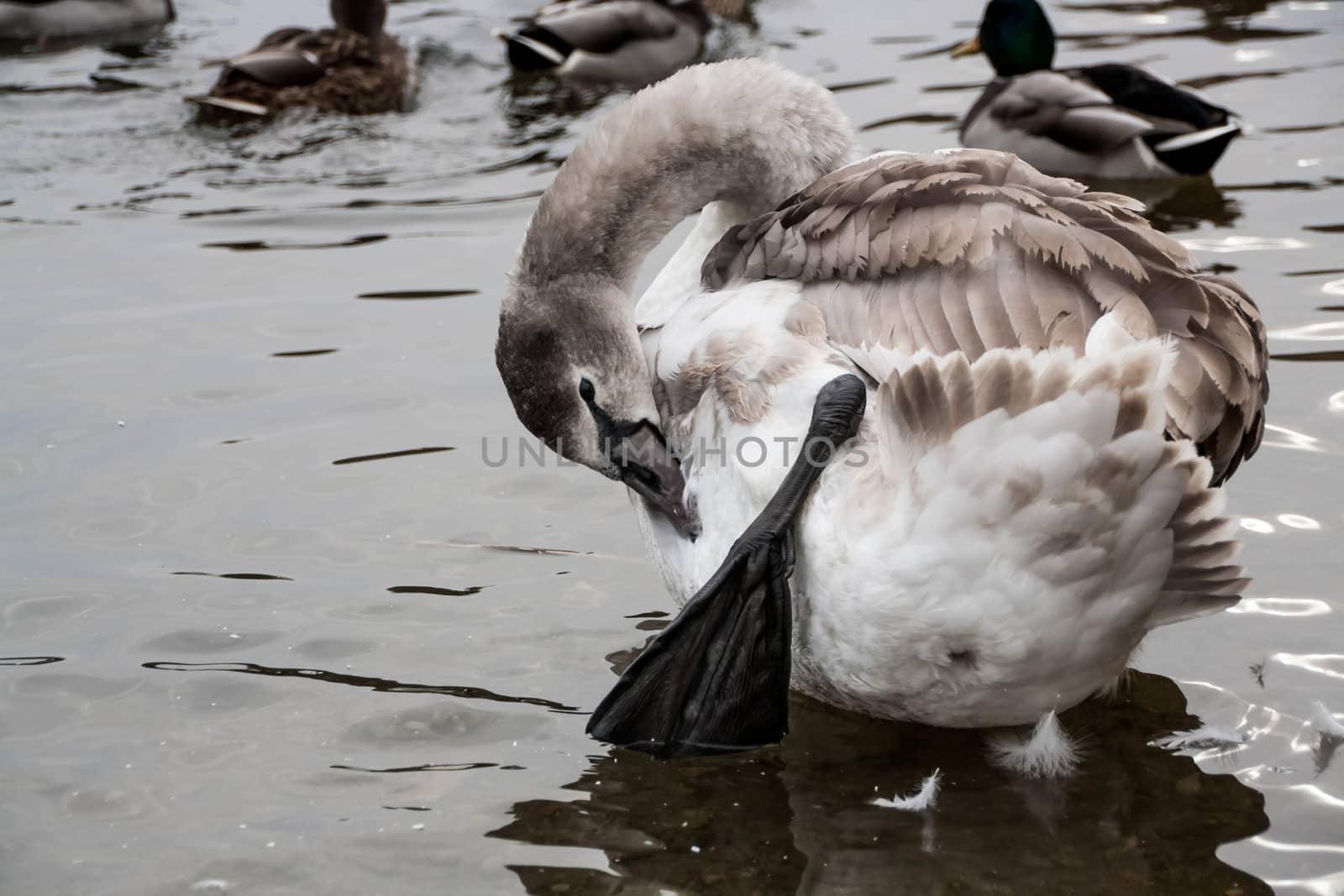 young gray Swan on a blue lake by alexx60