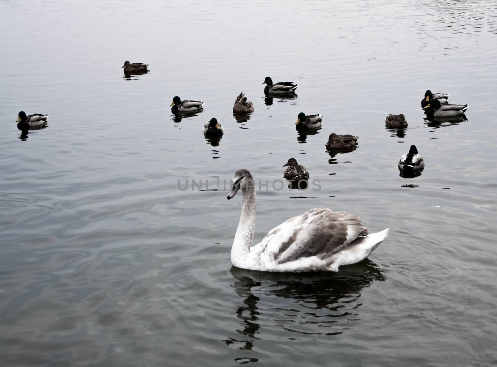 young gray Swan on a blue lake by alexx60