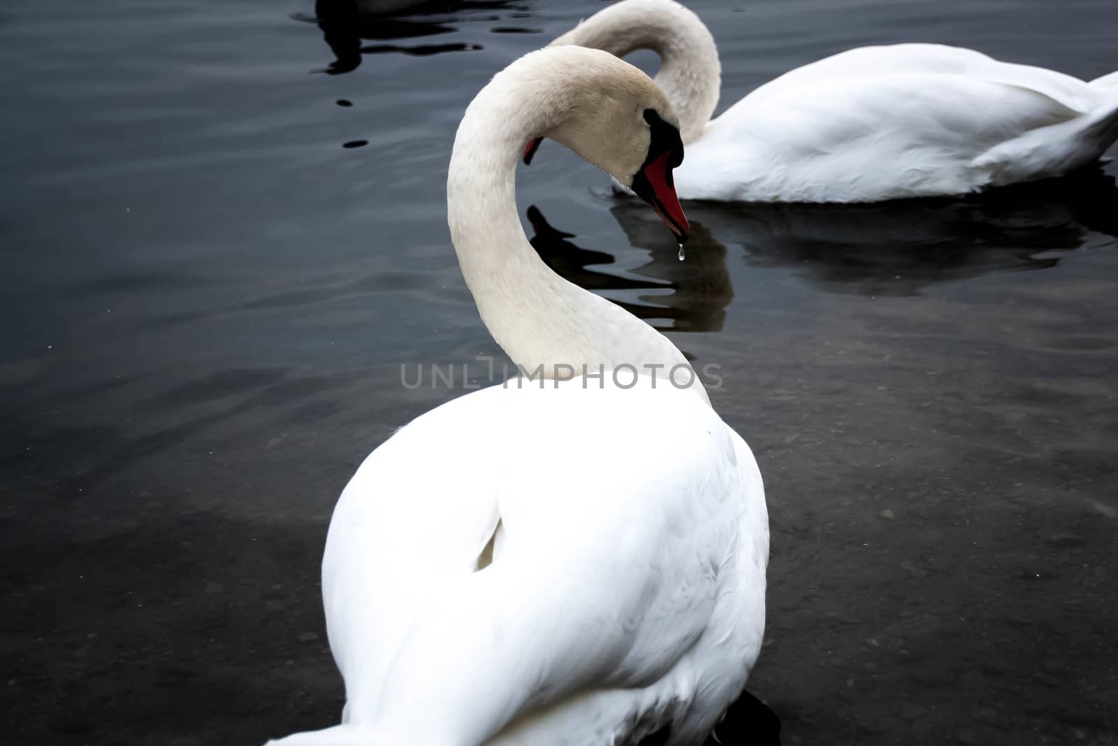 Courting a white Swan on a blue lake with clear water.